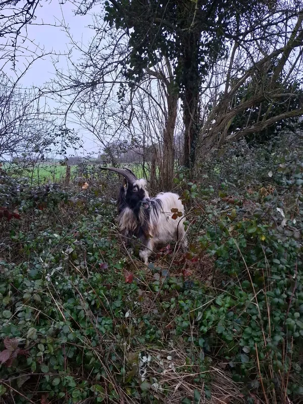 Bouc des fossés à longs poils noirs et blancs au milieu des ronces