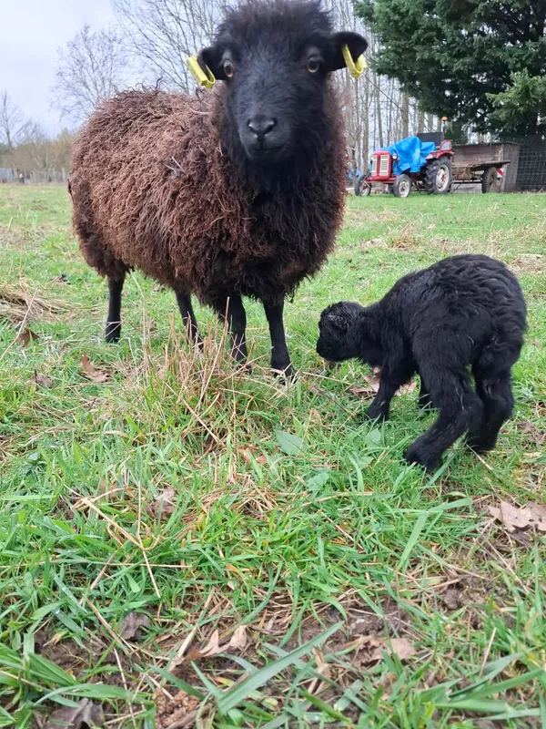 Brebis d'Ouessant brune et son agneau noir nouveau-né