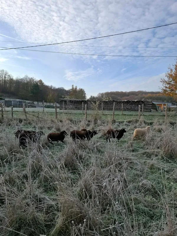 Le troupeau dans une prairie givrée