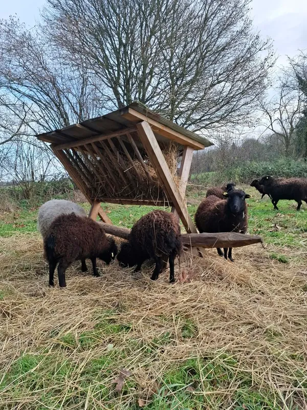 Moutons d'Ouessant au râtelier à foin en hiver