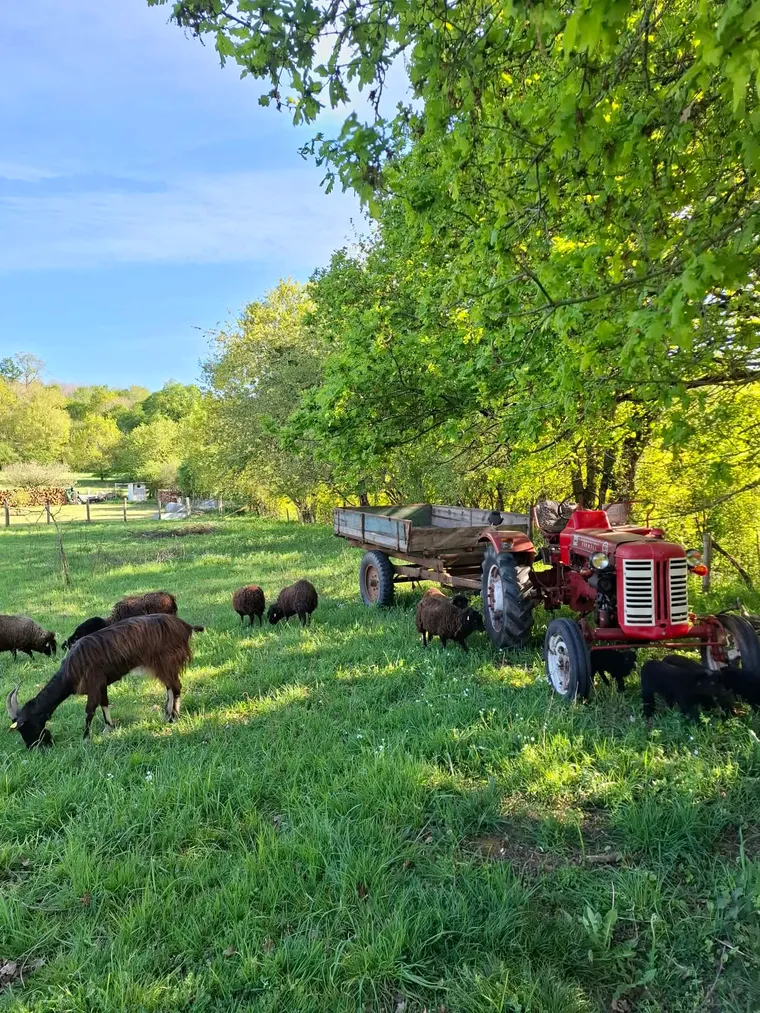 Moutons d'Ouessant et une chèvre broutant près d'un vieux tracteur rouge